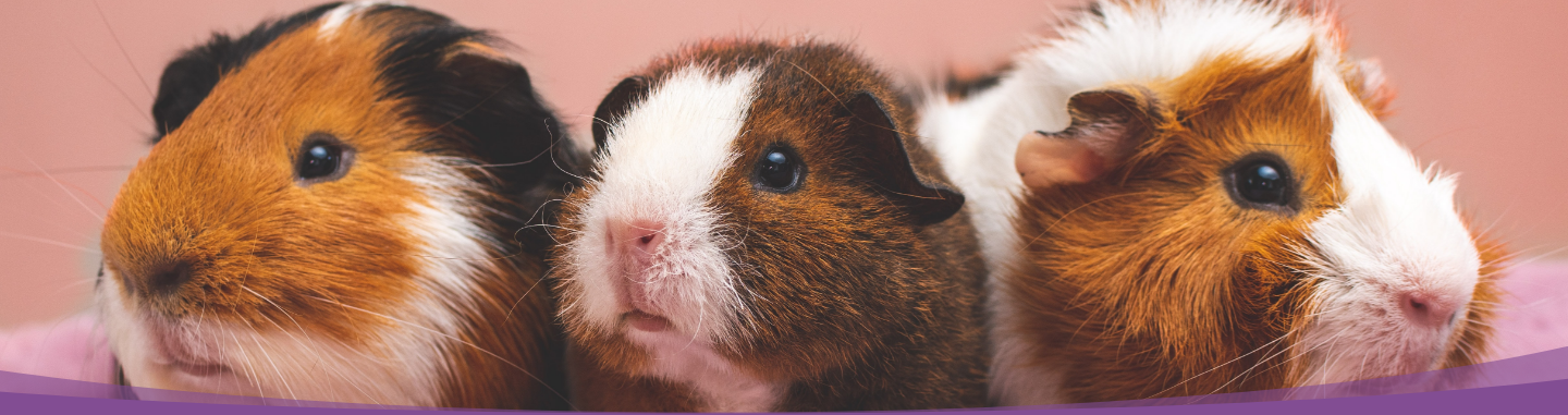 Pain meds hot sale for guinea pigs